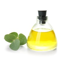 Eucalyptus leaf and oil in a bottle