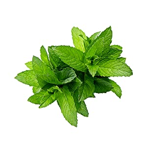Peppermint (essential oil)