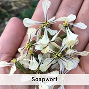 soapwort soap wort
