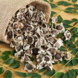 moringa seeds oleifera oil natural pure indian organic