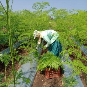 MORINGA FARMS ORGANIC INDIA