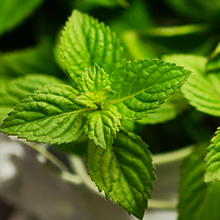 peppermint mint essential oil