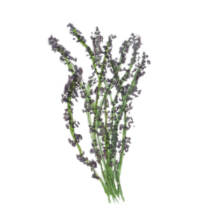 lavender essential oil flower