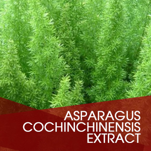 Asparagus Cochinchinensis Extract