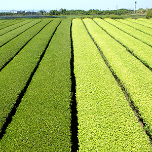 White leaf green tea